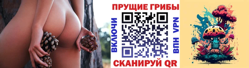 мега ссылки  Зуевка  Псилоцибиновые грибы Psilocybe 